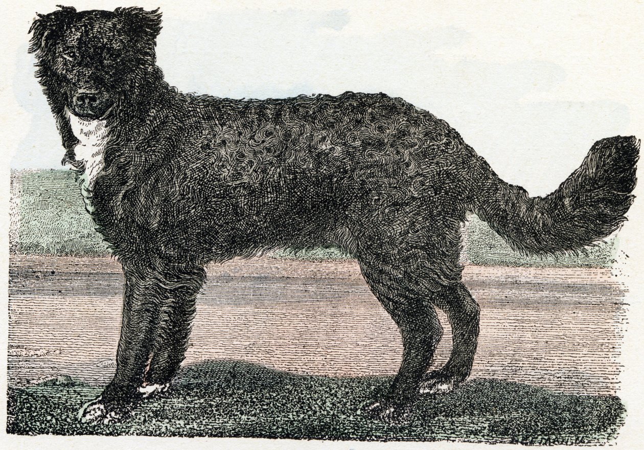 Terre-Neuve, Terre-Neuve - "Alphabet illustrant les animaux" XIXe siècle - Edouard Travies