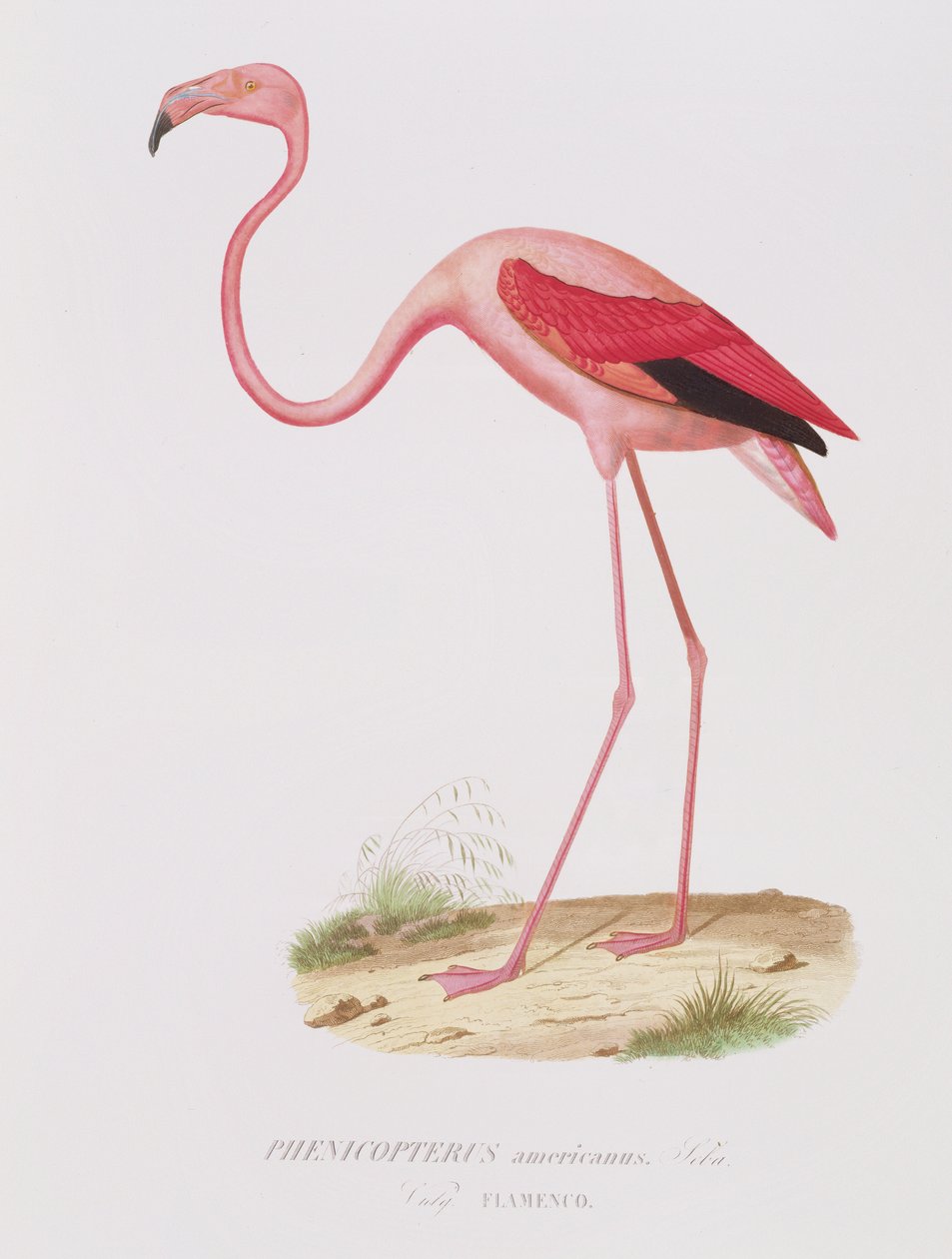Phenicopterus americanus (Flamenco) gravé par Fournier, pub. par Bougeard - Edouard Travies