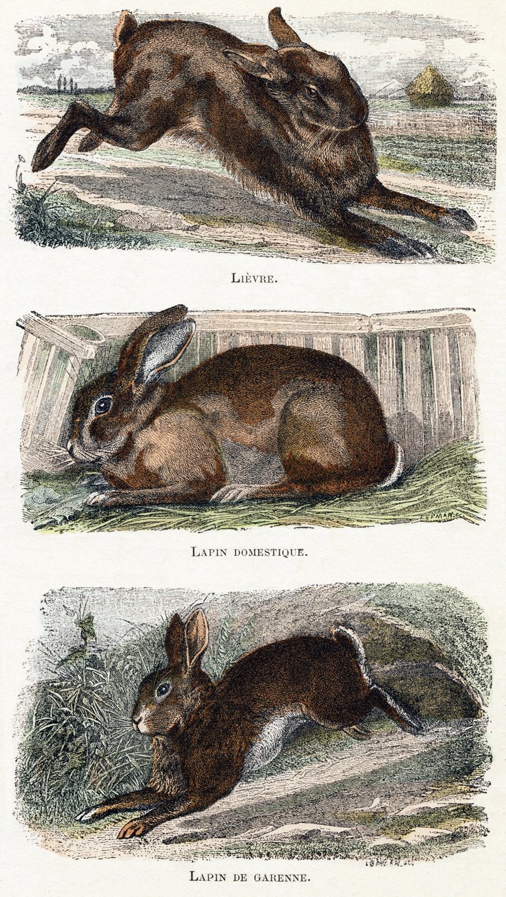 Lapins - 