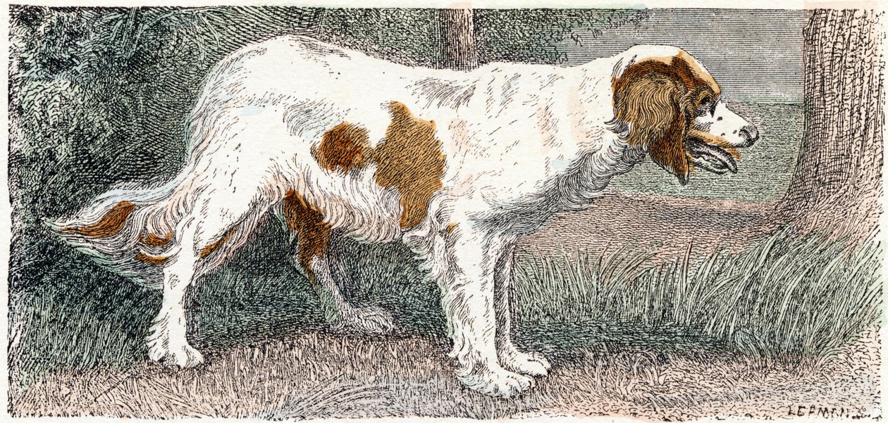 Épagneul - Alphabet illustré des animaux 19ème siècle (gravure) - Edouard Travies