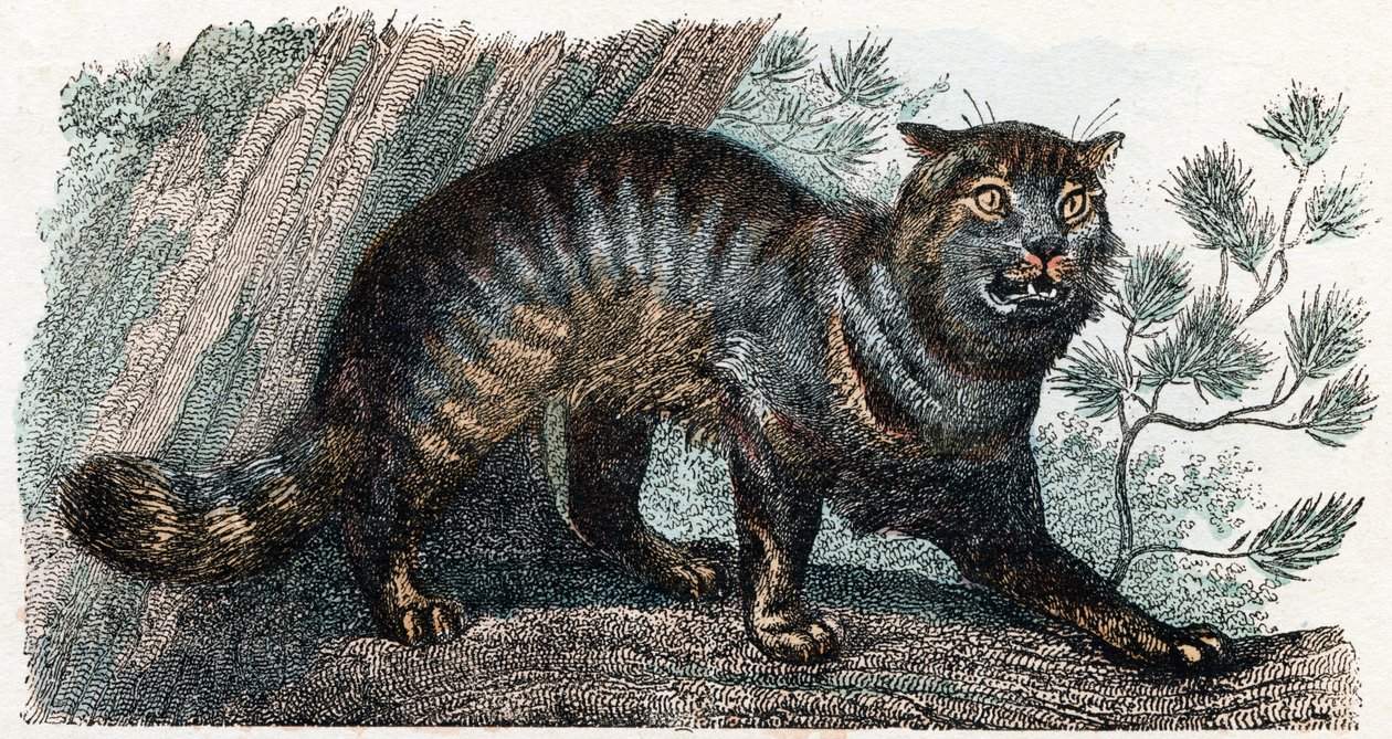 Chat sauvage - "Alphabet illustré des animaux" XIXe siècle (gravure) - Edouard Travies