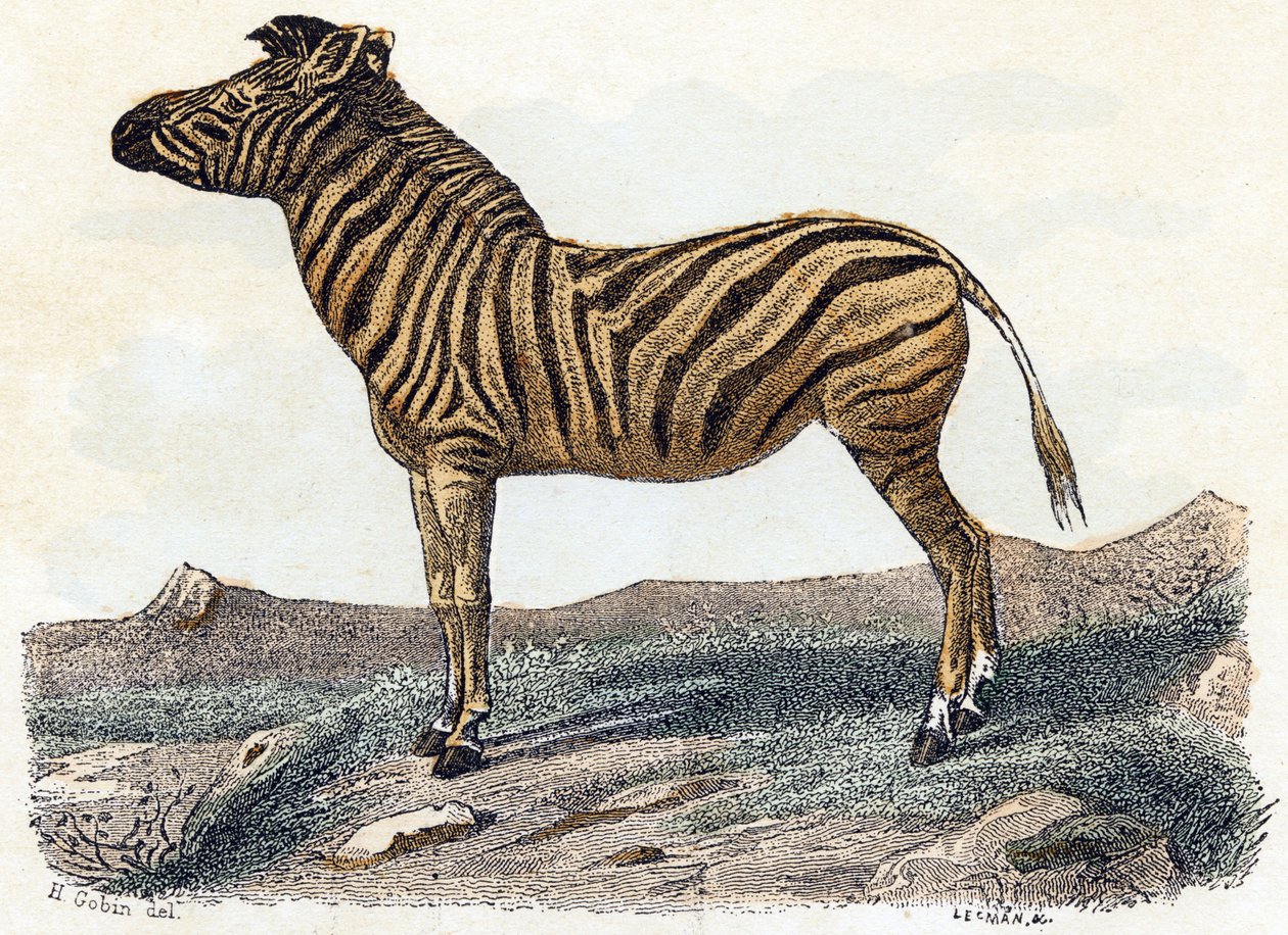 Zèbre - "Alphabet illustré des animaux" XIXe siècle (gravure) - Edouard Travies
