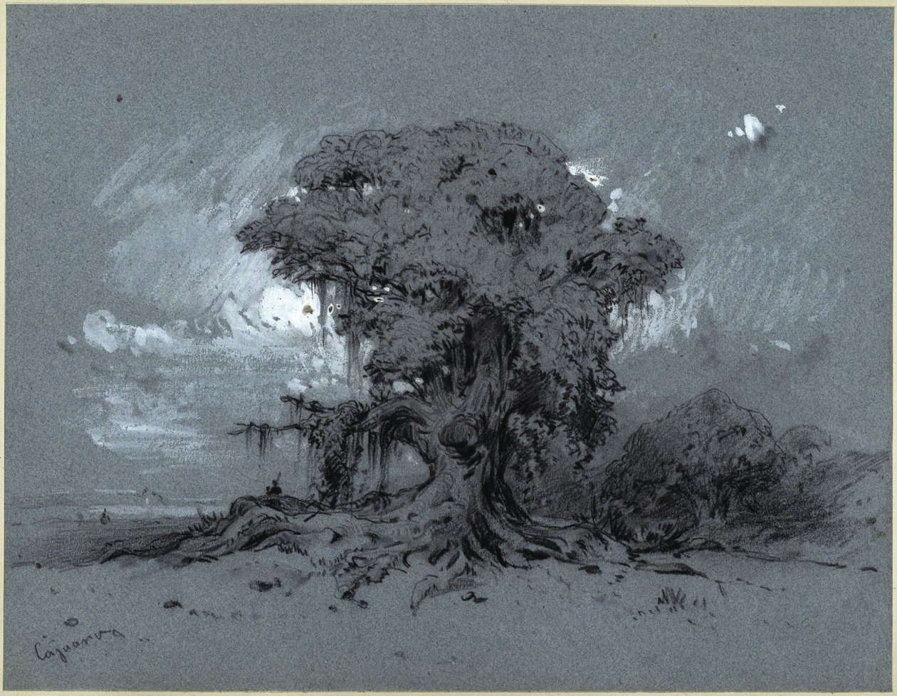 Vieux arbre - Eduard Hildebrandt