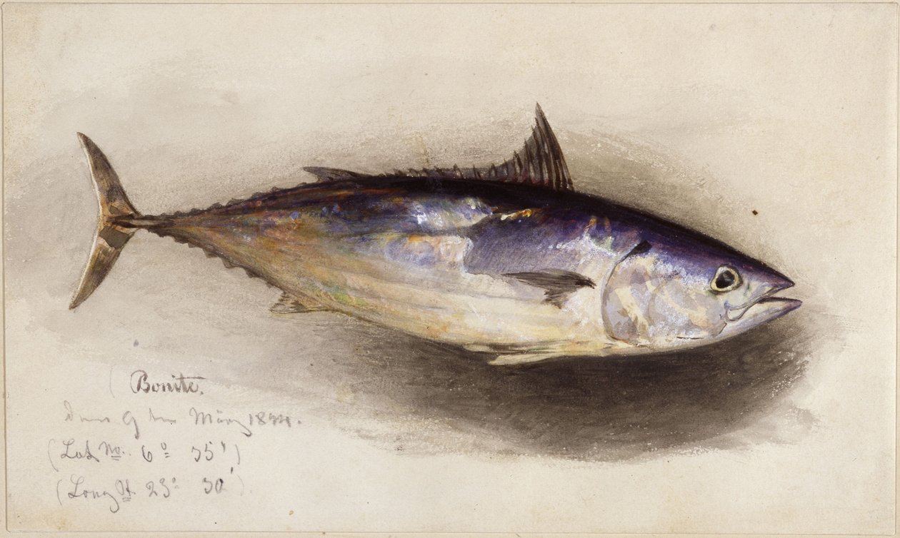 Étude de poisson (thon bonito) - Eduard Hildebrandt