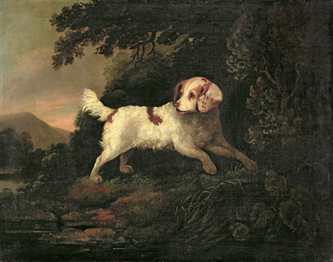 Étude de Clumber Spaniel dans un paysage boisé avec rivière - Edward Cooper