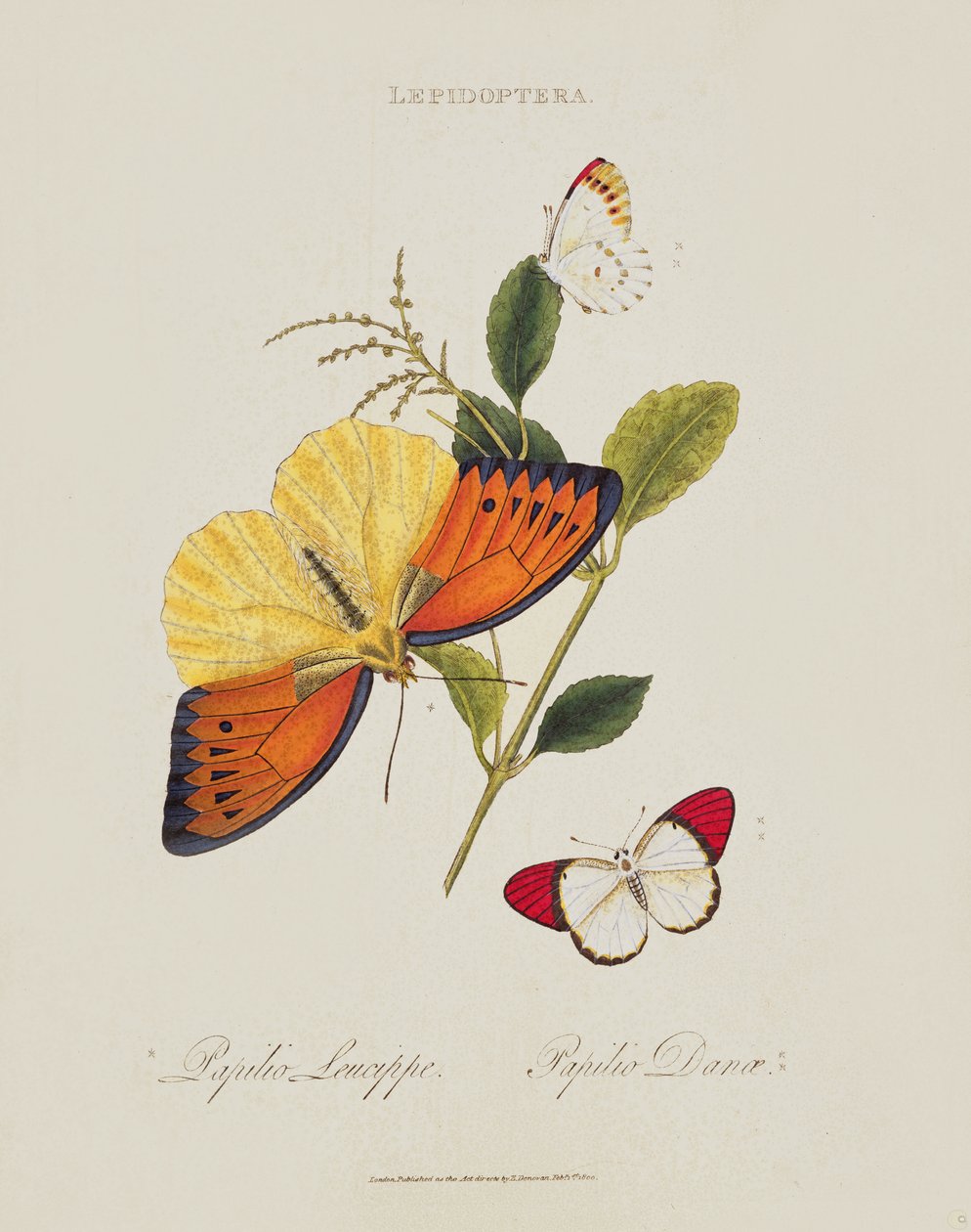 Papillons : Papilio Leucippe; Papilio Danae, publié par l