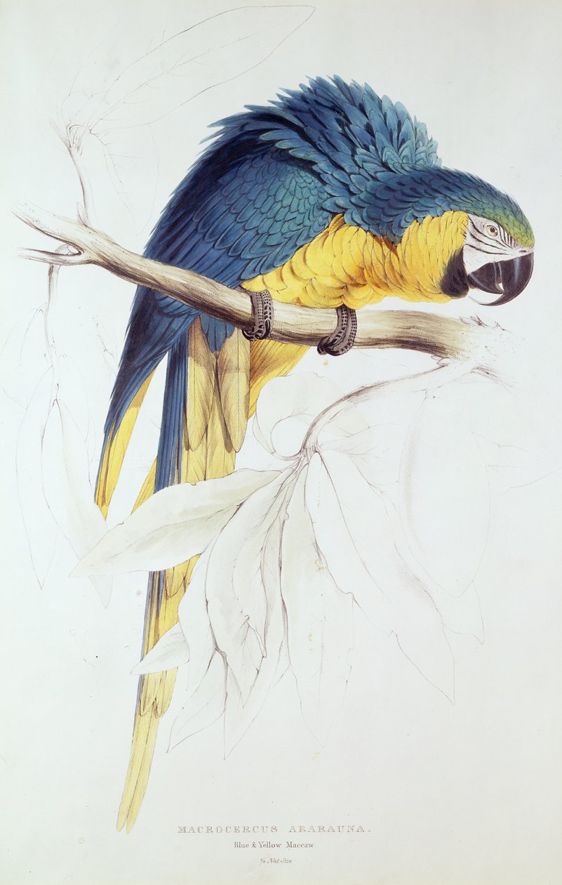Ara bleu et jaune - Edward Lear