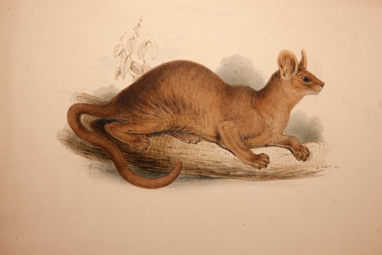 Cryptoprocta ferox, 1833 | Edward Lear | Estampe d'art