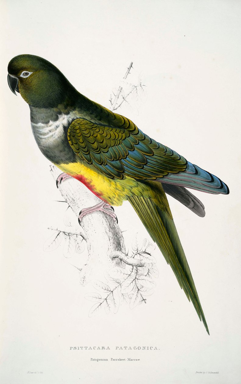 Cyanoliseus patagonus - Edward Lear