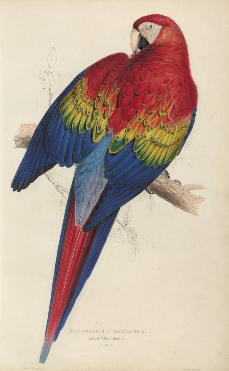 Illustrations de la famille des Psittacidés, ou perroquets, planche 7 - Edward Lear