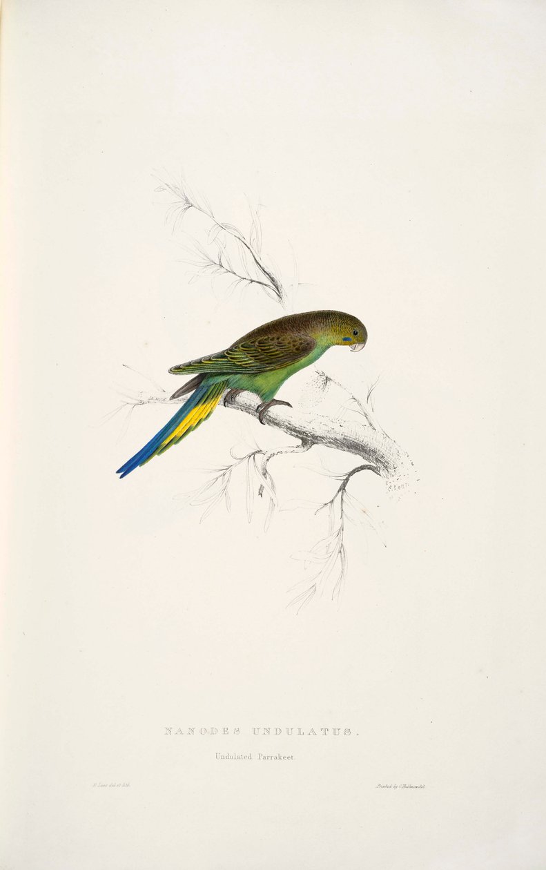 Melopsittacus undulatus - Edward Lear