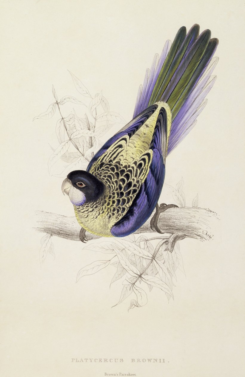 Platycercus Brownii, ou Perruche de Brown (Planche 20), 1832 - Edward Lear
