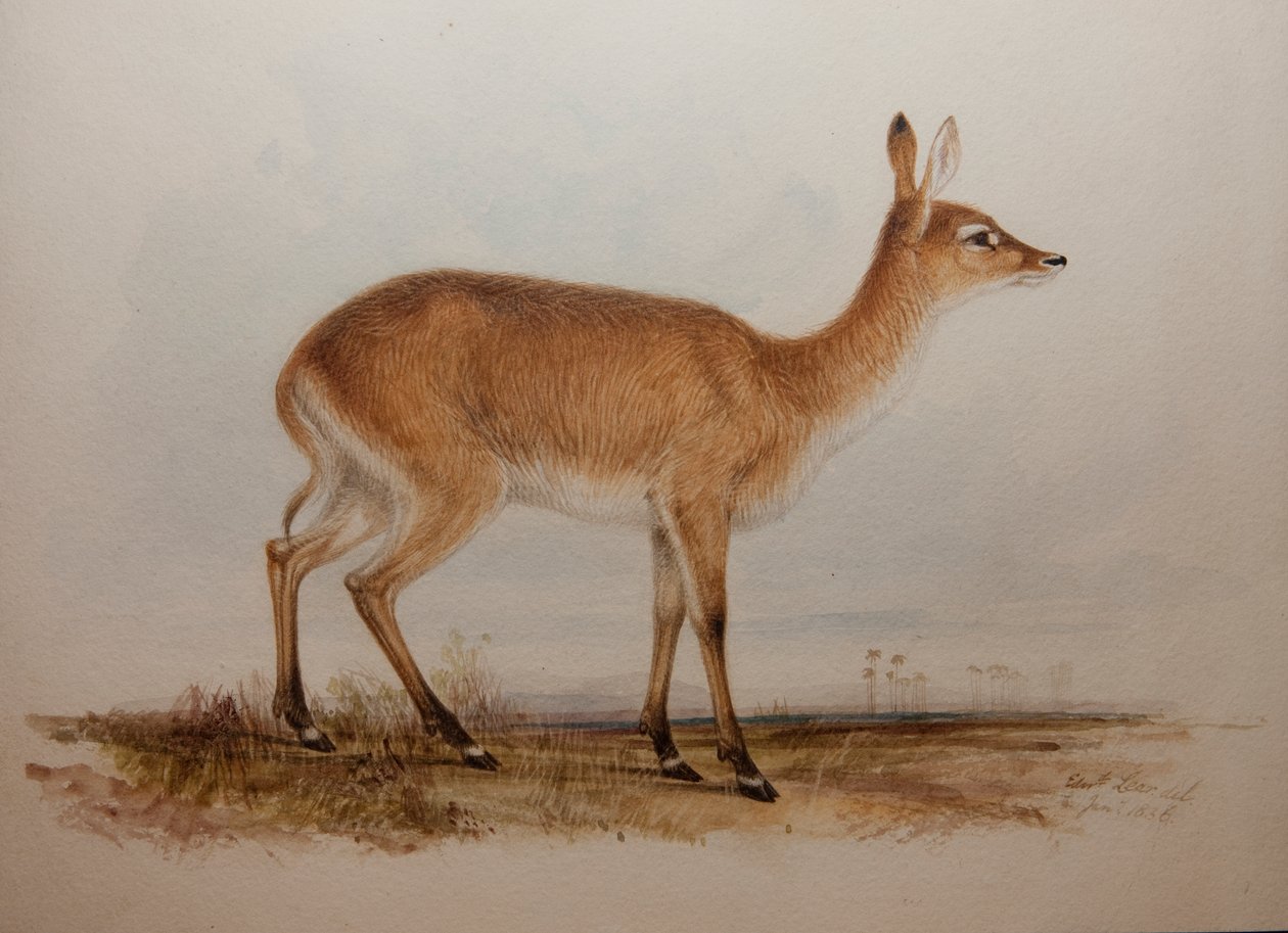 Red Lechwe, 1836 - Edward Lear