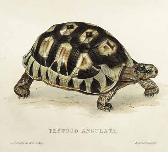 Testudo angulata - Edward Lear