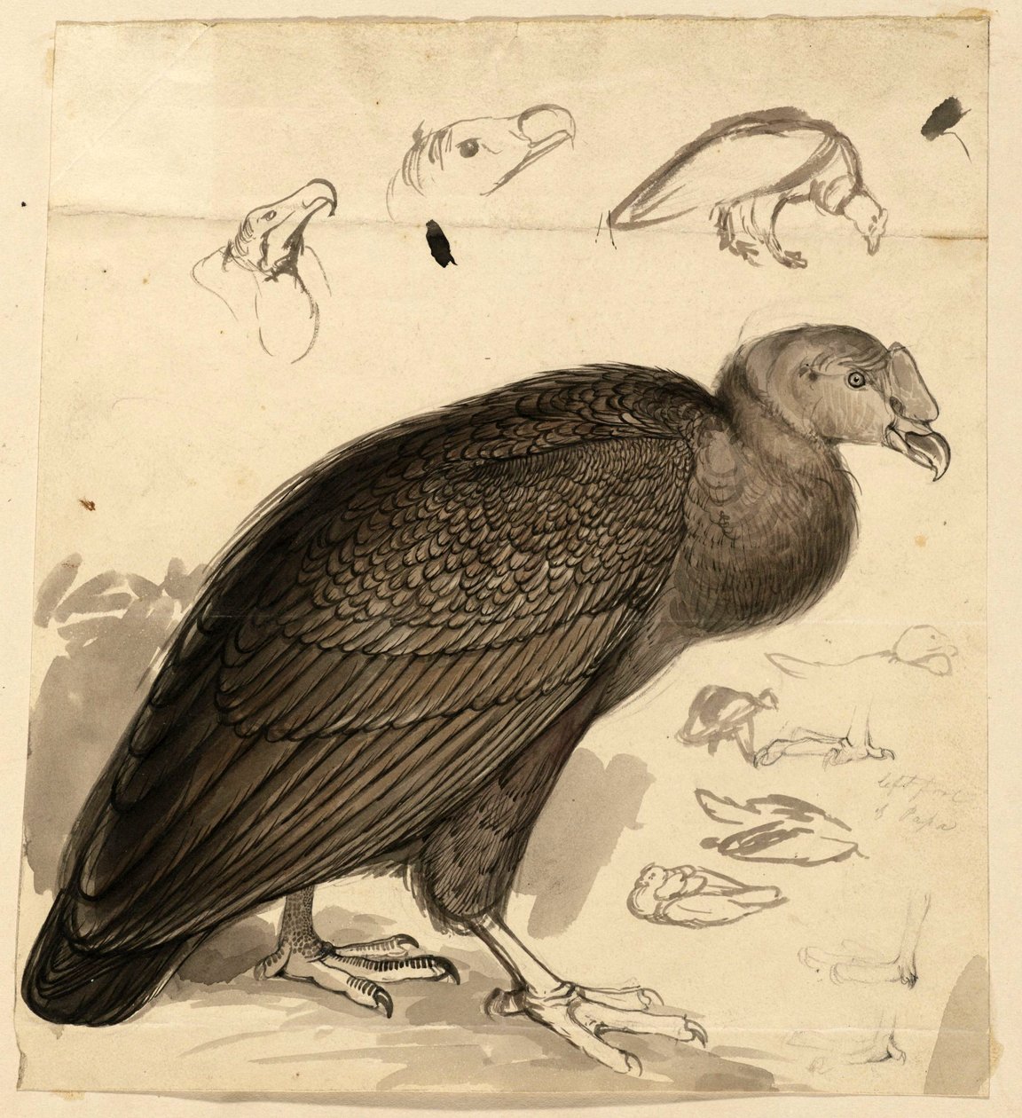 Condor - Edward Lear