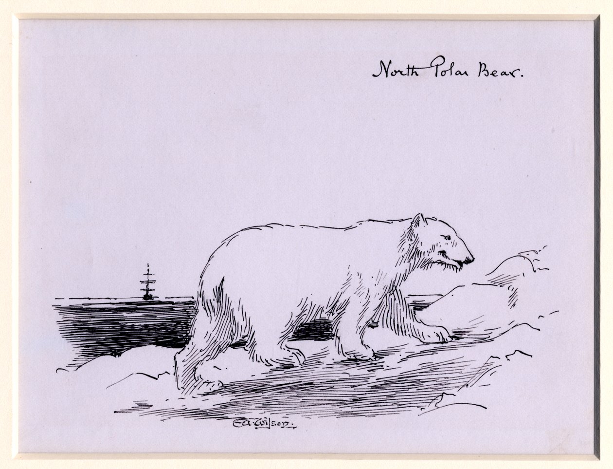 Ours polaire, vers 1905 - Edward Adrian Wilson