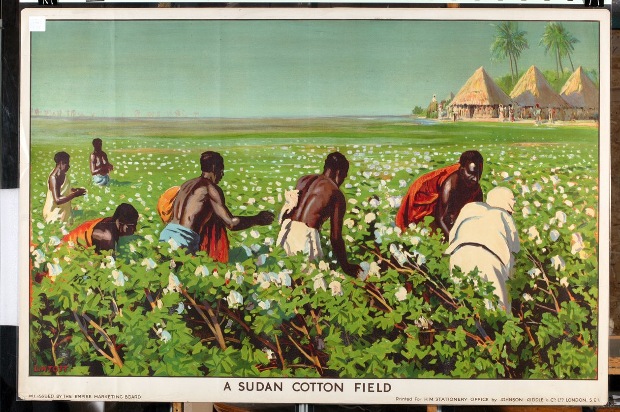 Un champ de coton au Soudan, de la série 