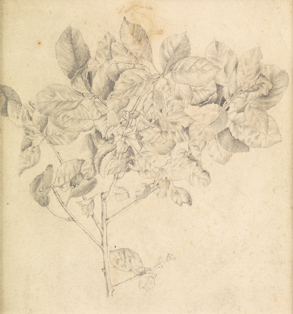 Étude pour un verger de pommiers - Edward Burne Jones
