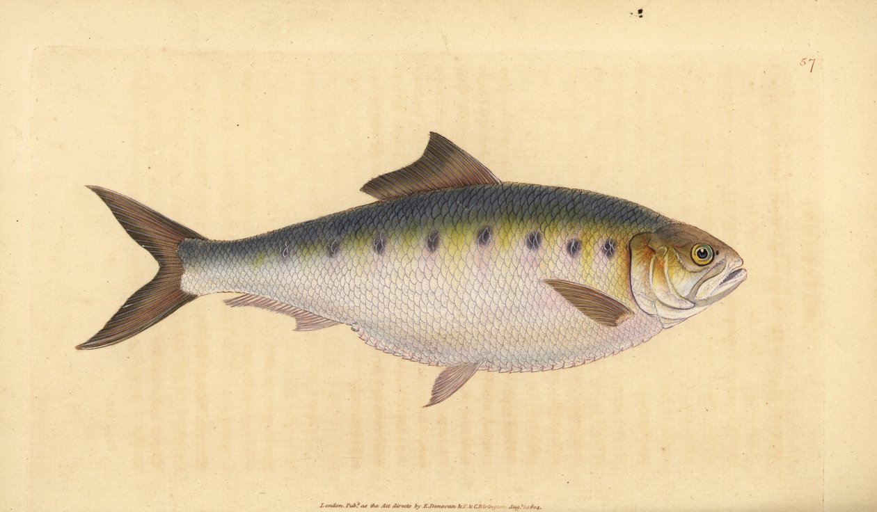 Alose, Alosa alosa. Gravure à la main par Edward Donovan de son "Histoire naturelle des poissons britanniques" - Edward Donovan