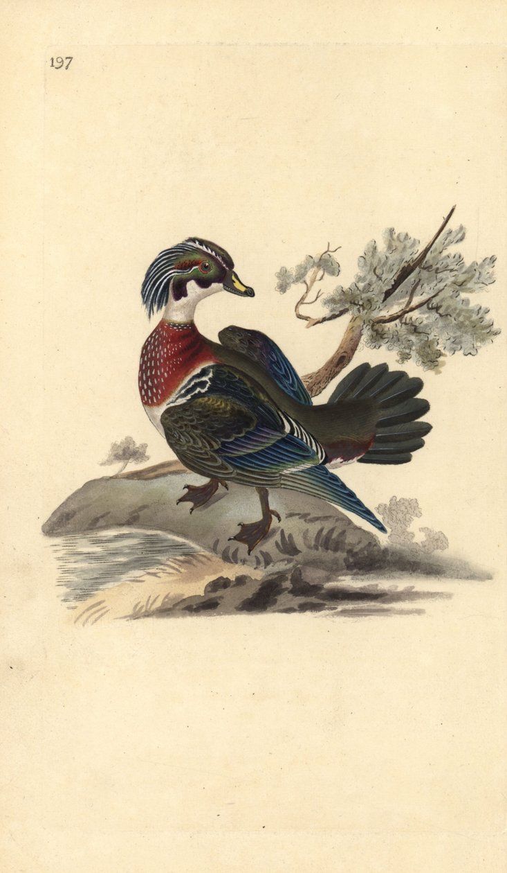 Canard branchu, Aix sponsa - Edward Donovan