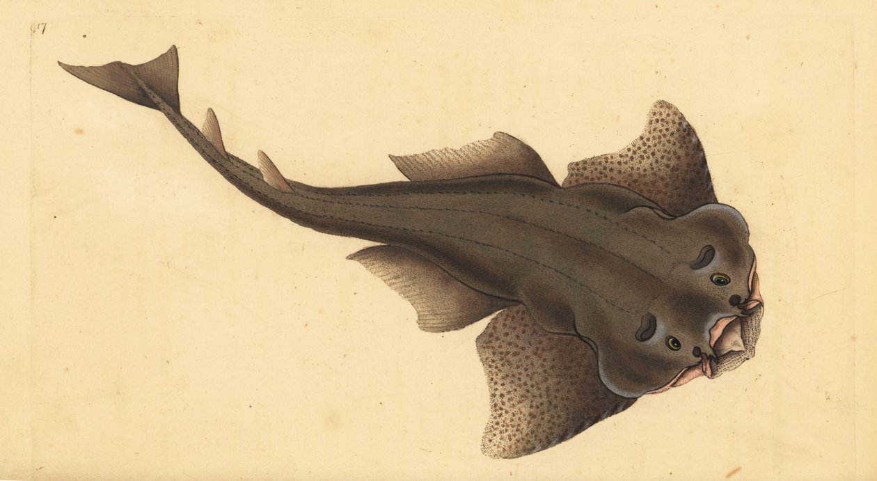 Ange de mer, Squatina squatina - Edward Donovan