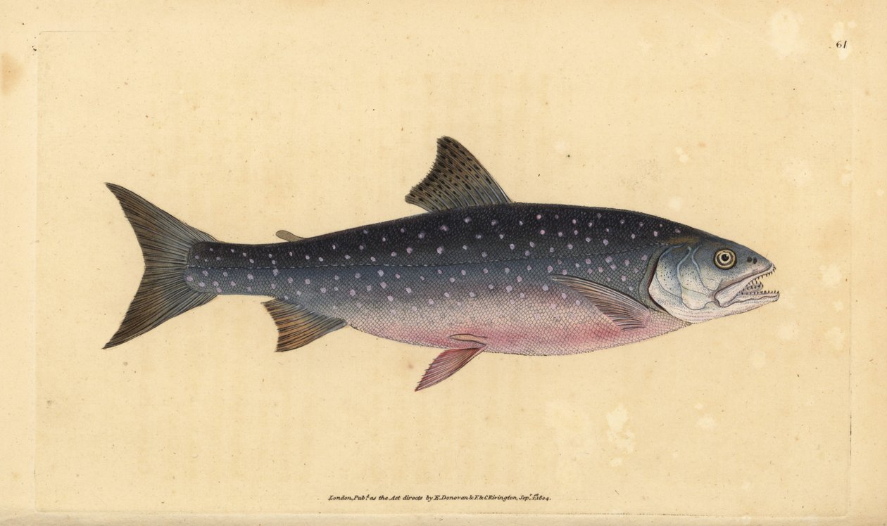 Omble chevalier, Salvelinus alpinus alpinus - Edward Donovan