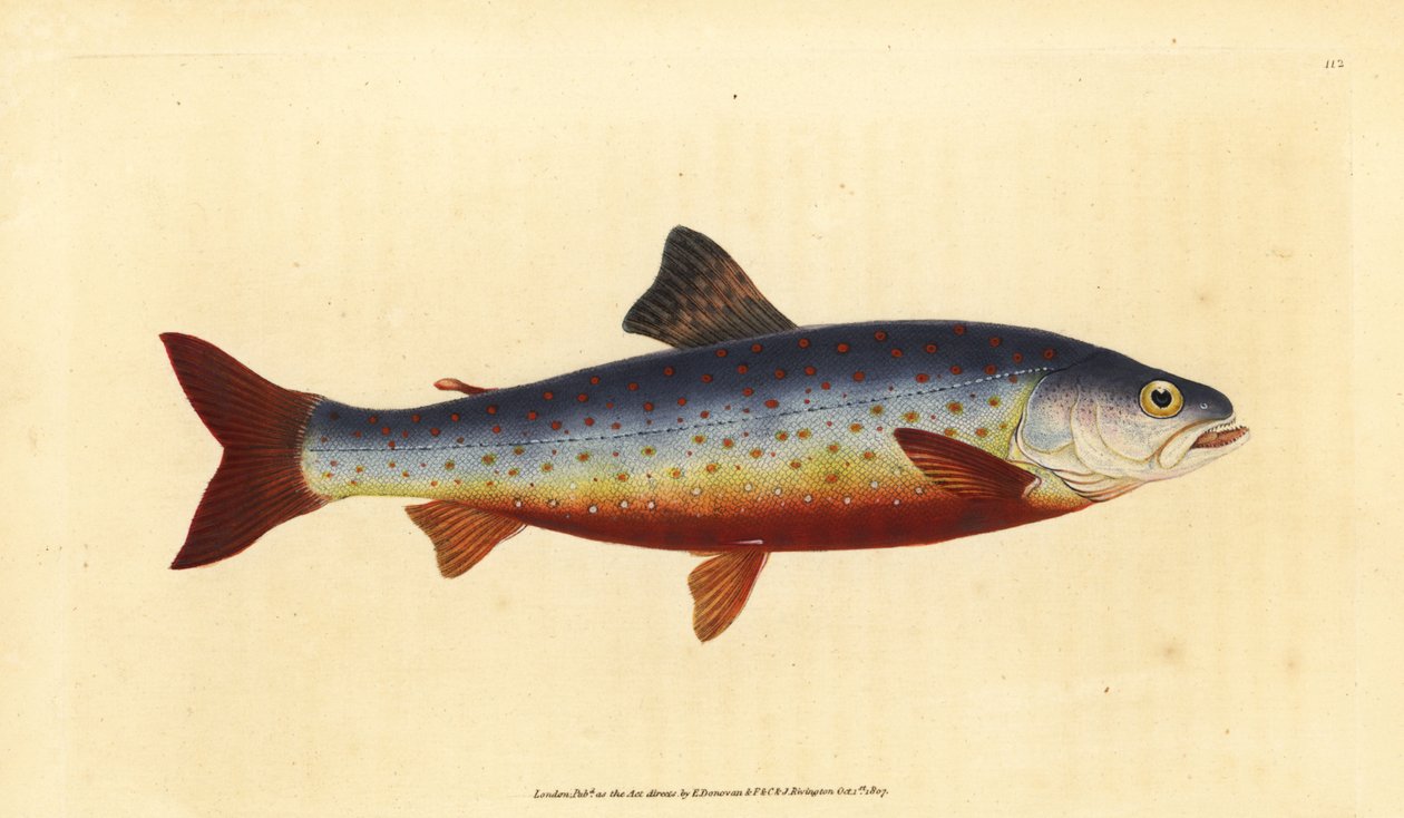Omble chevalier, Salvelinus alpinus alpinus. Gravure à la main en cuivre dessinée et gravée par Edward Donovan de son Histoire naturelle des poissons britanniques, Donovan et F.C. et J. Rivington, Londres - Edward Donovan