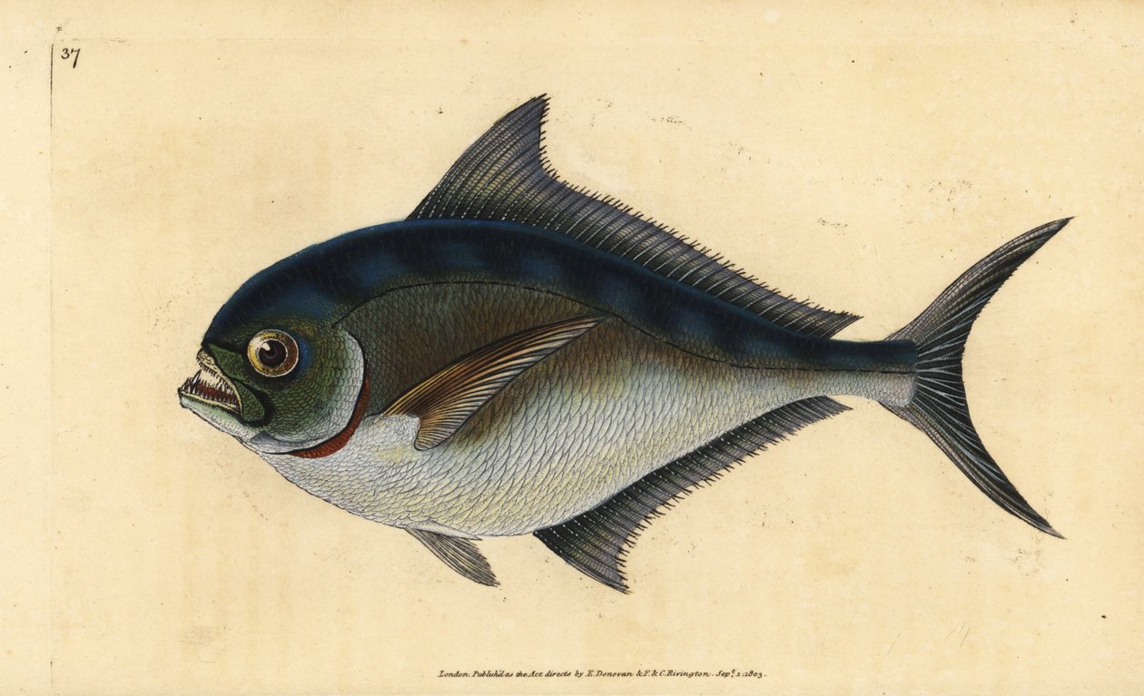 Castagnole, Brama brama - Edward Donovan