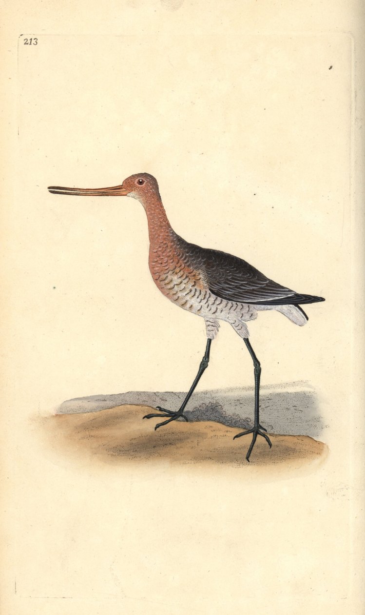 Barge rousse (femelle), Limosa lapponica. Gravure sur cuivre colorée à la main tirée de l