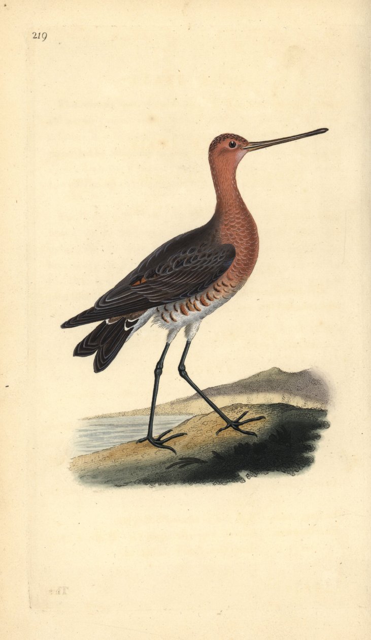 Barge rousse (mâle), Limosa lapponica - Edward Donovan