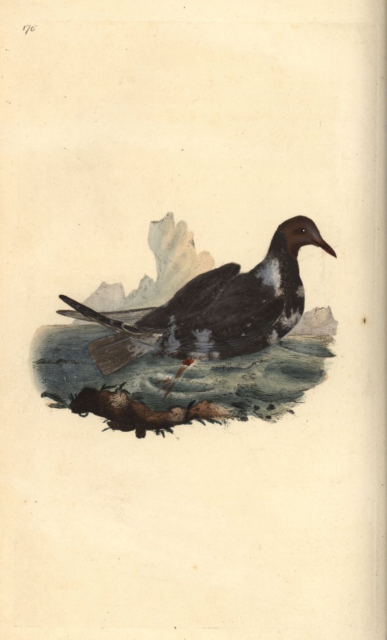 Mouette rieuse, Chroicocephalus ridibundus, en plumage d