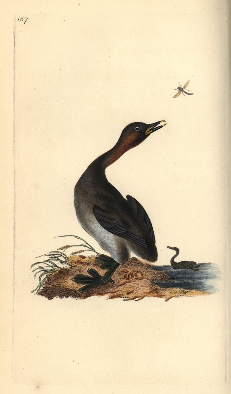 Grèbe à cou noir, Podiceps hebridicus. Gravure à la main en cuivre dessinée et gravée par Edward Donovan de son propre « Histoire naturelle des oiseaux britanniques », Londres - Edward Donovan