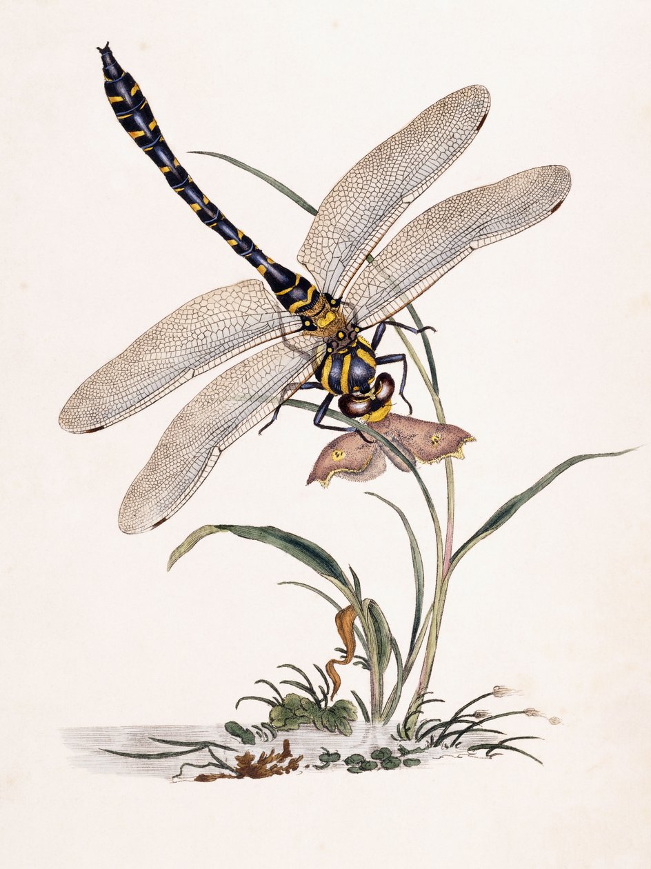 Libellule de Bolton - Edward Donovan