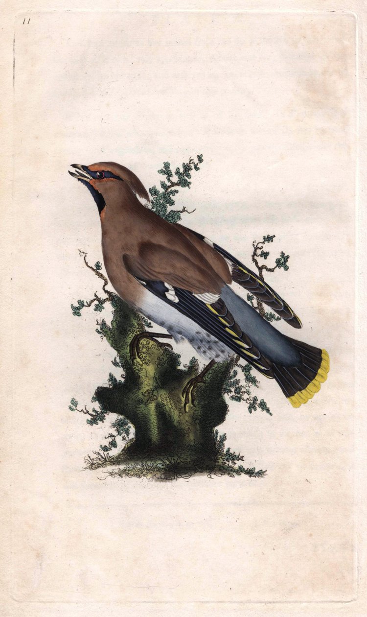 Jaseur boréal. Bombycilla garrulus. Gravure sur cuivre par Edward Donovan, publiée dans Histoire naturelle des oiseaux britanniques, Londres - Edward Donovan