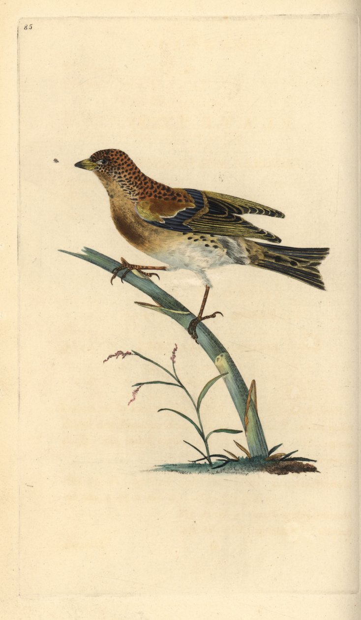Pinson du Nord, Fringilla montifringilla. Gravure à la main en cuivre dessinée et gravée par Edward Donovan de son propre "Histoire naturelle des oiseaux britanniques," Londres - Edward Donovan