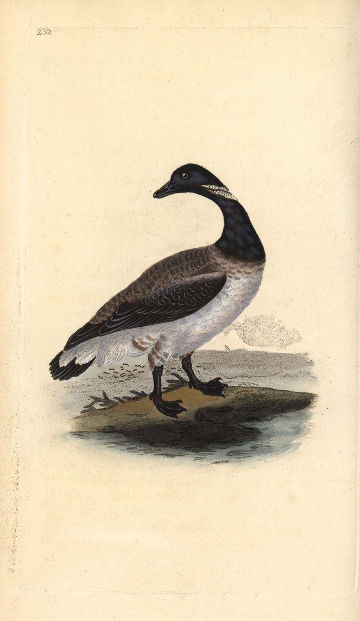 Bernache cravant, Branta bernicla - Edward Donovan