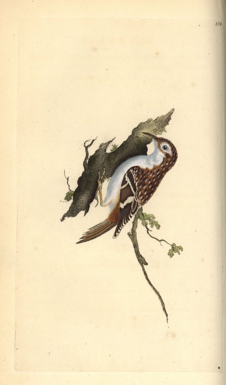 Grimpereau des jardins, Certhia familiaris. Gravure à la main en cuivre dessinée et gravée par Edward Donovan de son propre « Histoire naturelle des oiseaux britanniques », Londres - Edward Donovan