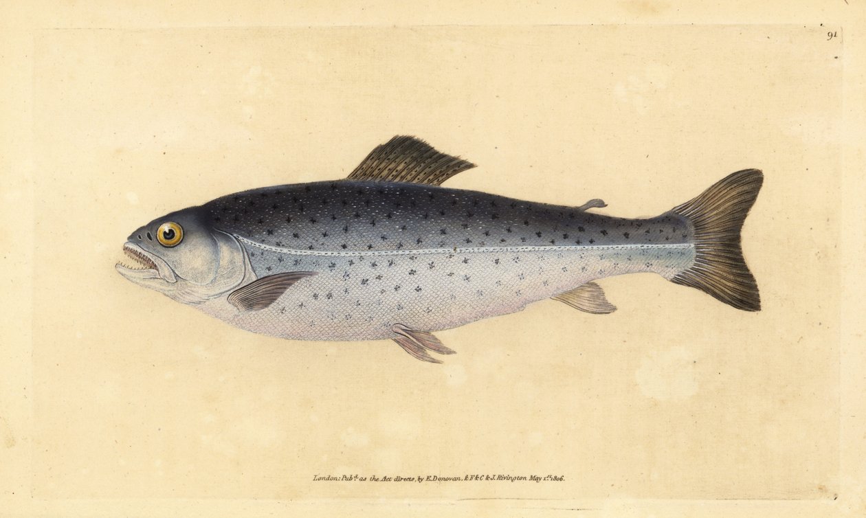 Truite brune, Salmo trutta. Gravure à la main par Edward Donovan de son Histoire naturelle des poissons britanniques - Edward Donovan