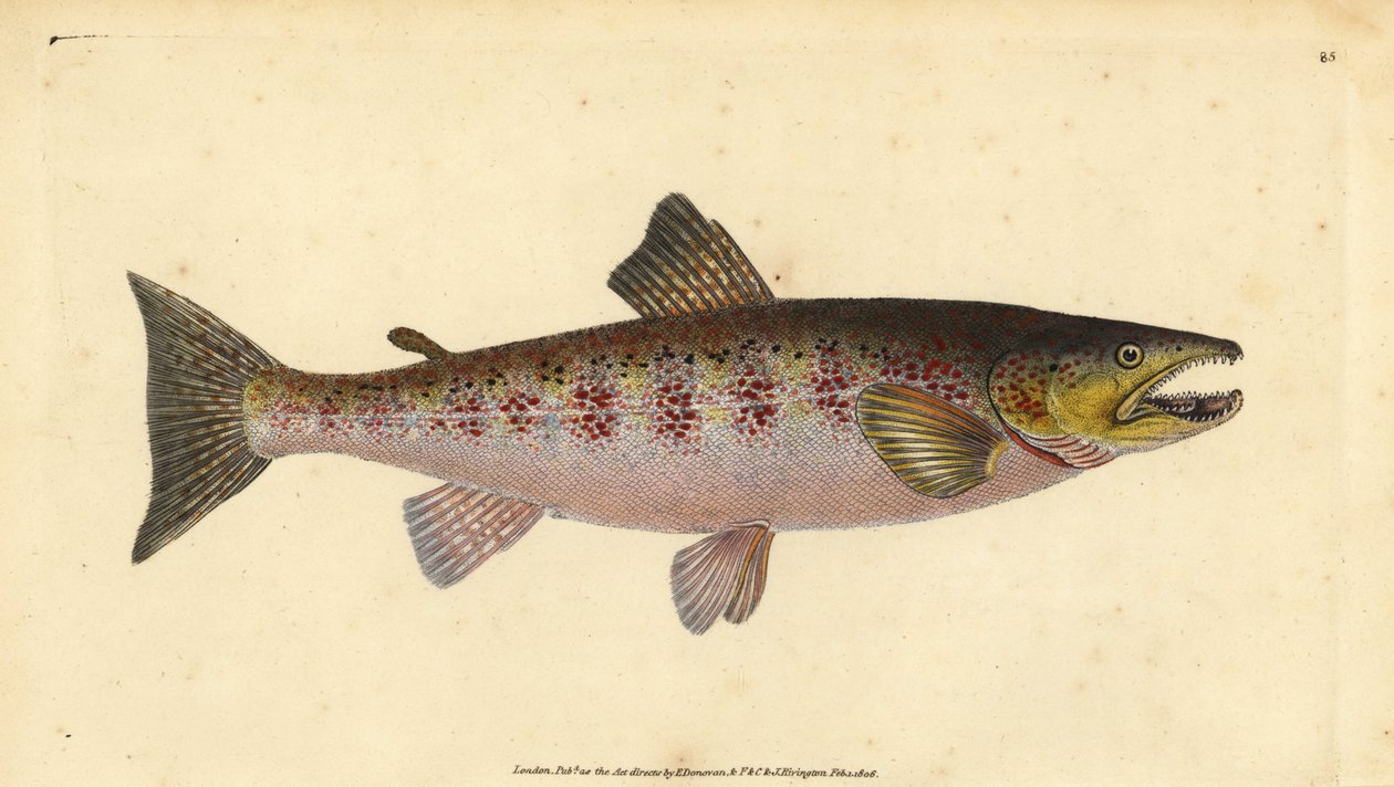 Truite fario, Salmo trutta fario - Edward Donovan