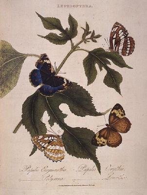 Papillons: Papilio Erymanthis; Papilio Orythia; Papilio Polyxena; Papilio Leucothoe, publié par l
