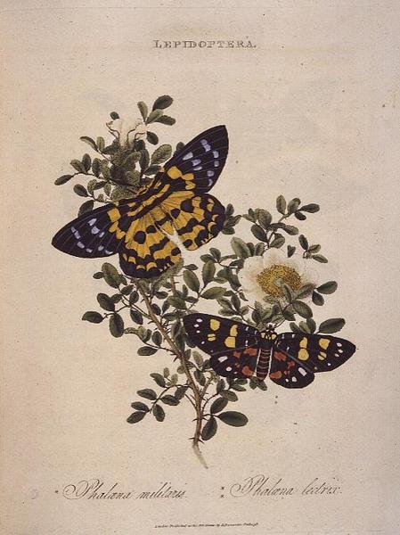 Papillons : Phalaena Militaris, Phalaena Lectrix, pub. par l