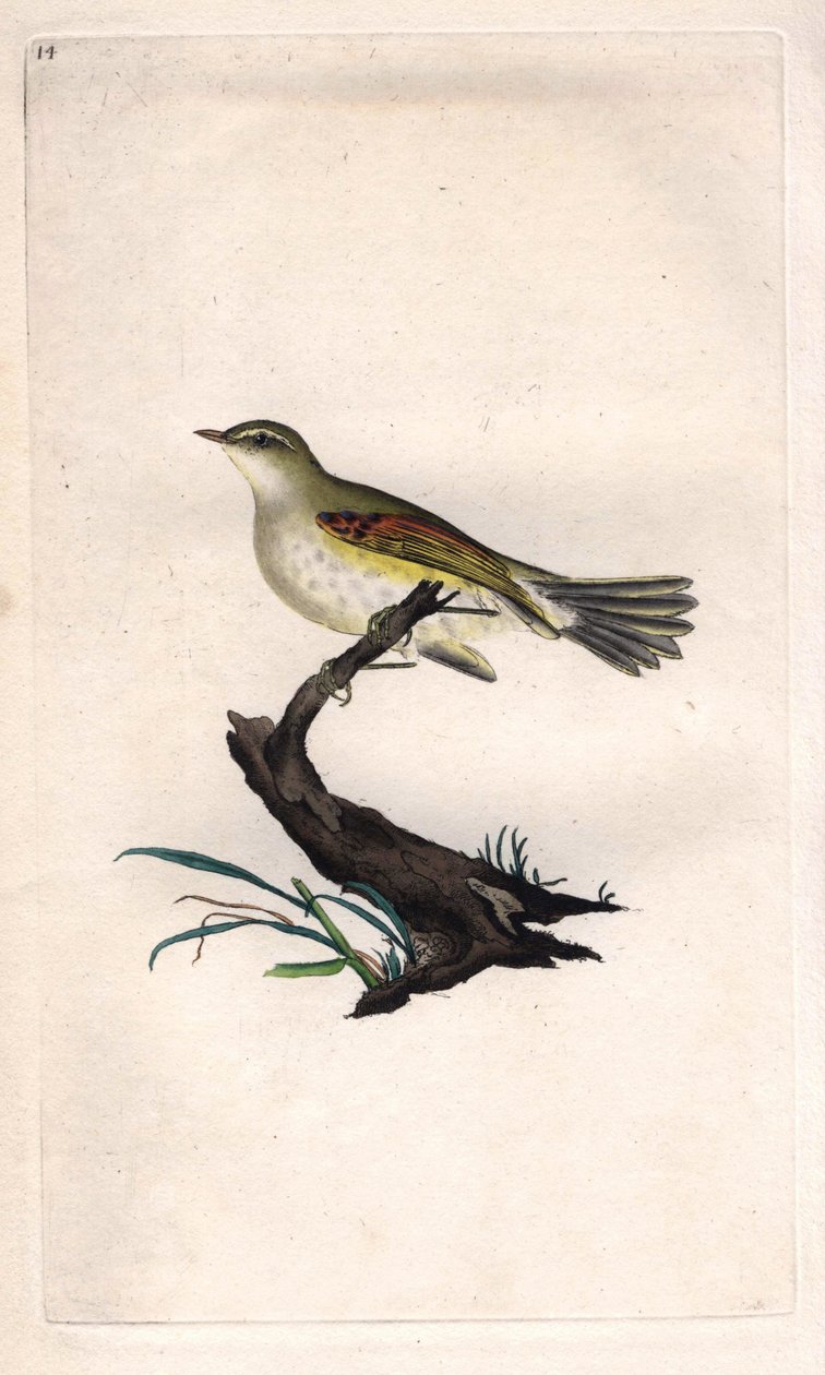 Pouillot fitis. Phylloscopus trochilus. Gravure sur cuivre par Edward Donovan, publiée dans "Histoire naturelle des oiseaux britanniques" - Edward Donovan