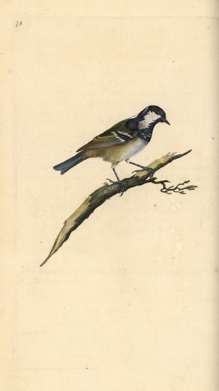 Mésange noire, Periparus ater. Gravure à la main en cuivre dessinée et gravée par Edward Donovan de son propre "Histoire naturelle des oiseaux britanniques," Londres - Edward Donovan