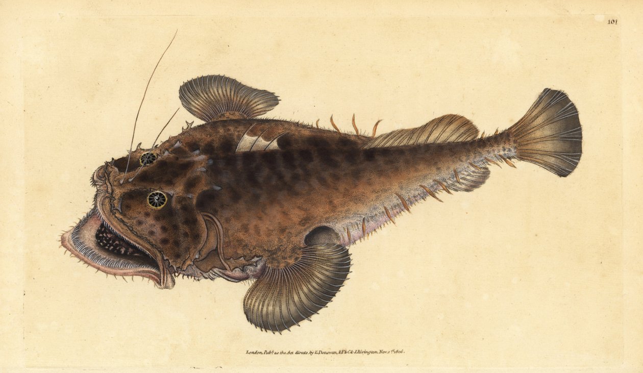Baudroie commune, Lophius piscatorius - Edward Donovan