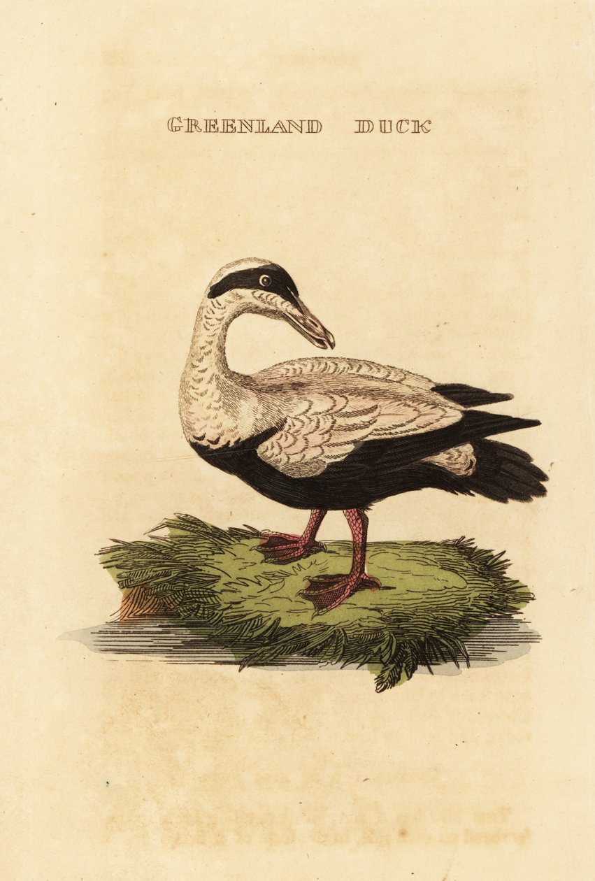Eider à duvet, Somateria mollissima - Edward Donovan