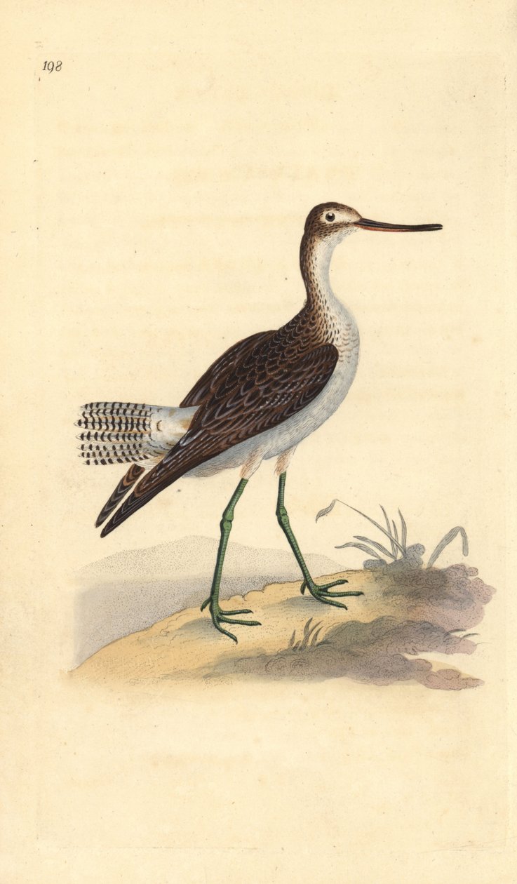 Chevalier aboyeur, Tringa nebularia. Gravure à la main en cuivre dessinée et gravée par Edward Donovan de son propre "Histoire naturelle des oiseaux britanniques," Londres - Edward Donovan