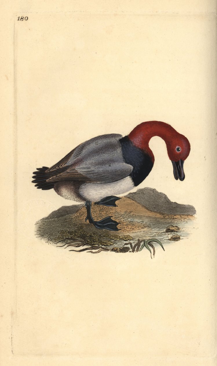 Fuligule milouin, Aythra ferina (mâle). Gravure à la main en cuivre dessinée et gravée par Edward Donovan de son propre "Histoire naturelle des oiseaux britanniques," Londres - Edward Donovan
