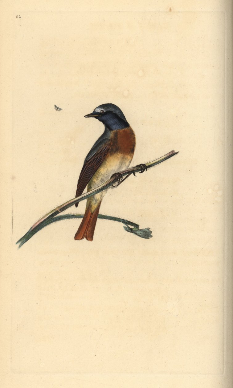 Rougequeue à front blanc. Phoenicurus phoenicurus. Gravure à la main par Edward Donovan de son "Histoire naturelle des oiseaux britanniques" - Edward Donovan