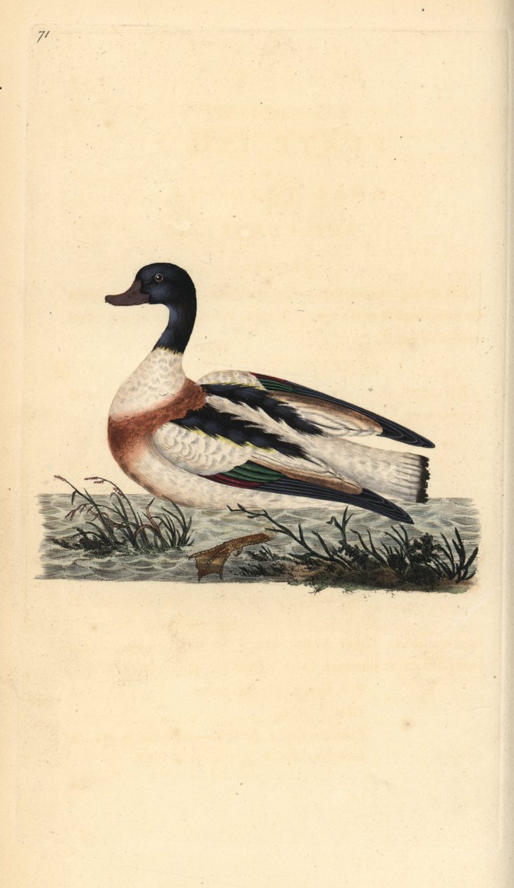 Tadorne de Belon, Tadorna tadorna. Gravure à la main en cuivre dessinée et gravée par Edward Donovan de son propre « Histoire naturelle des oiseaux britanniques », Londres - Edward Donovan