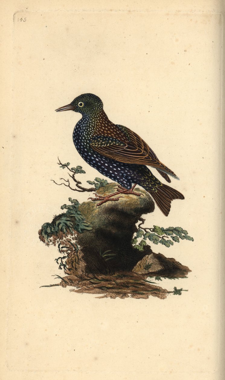 Étourneau sansonnet, Sturnus vulgaris. Gravure à la main en cuivre dessinée et gravée par Edward Donovan de son propre « Histoire naturelle des oiseaux britanniques », Londres - Edward Donovan